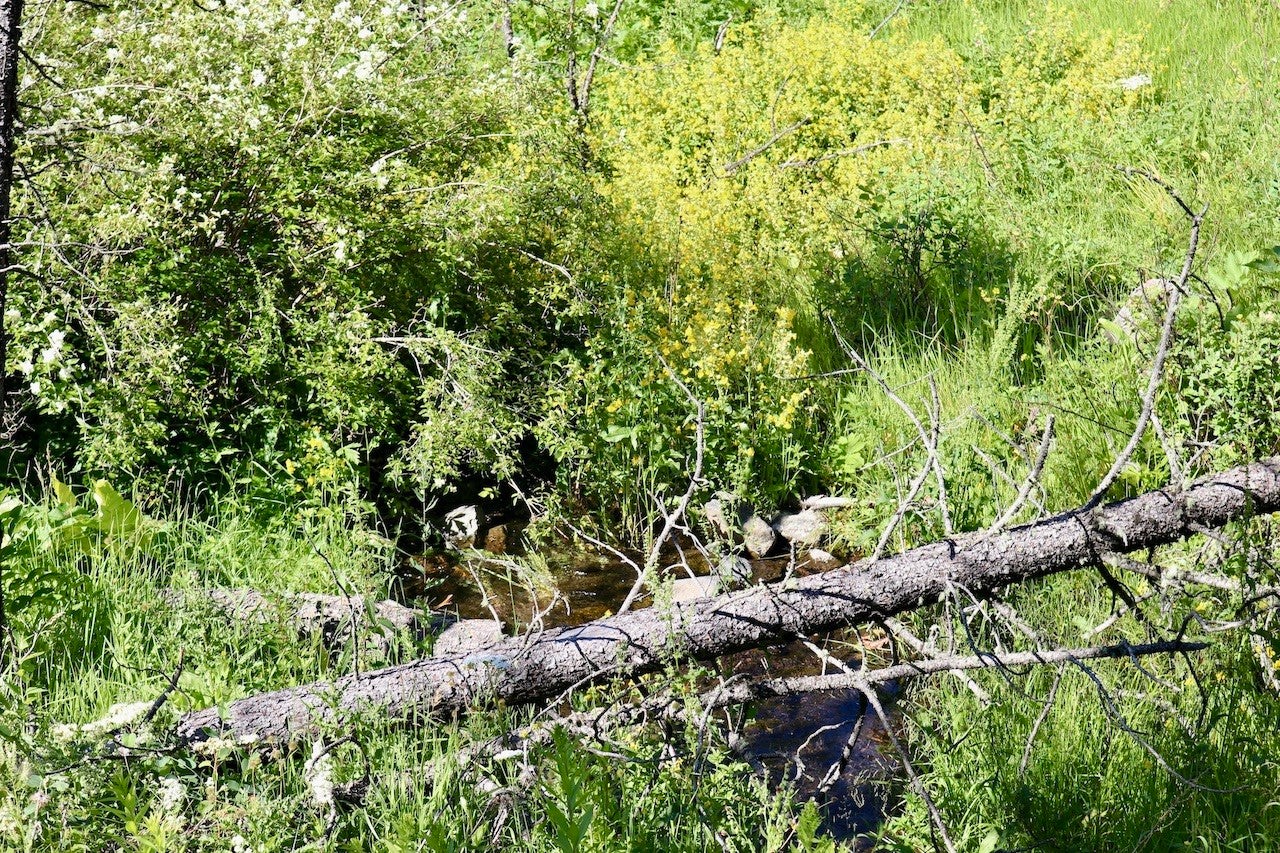 0 Box Canyon Lane Cascade, MT 59421 - Photo 9 of 10 Gallery Image 9