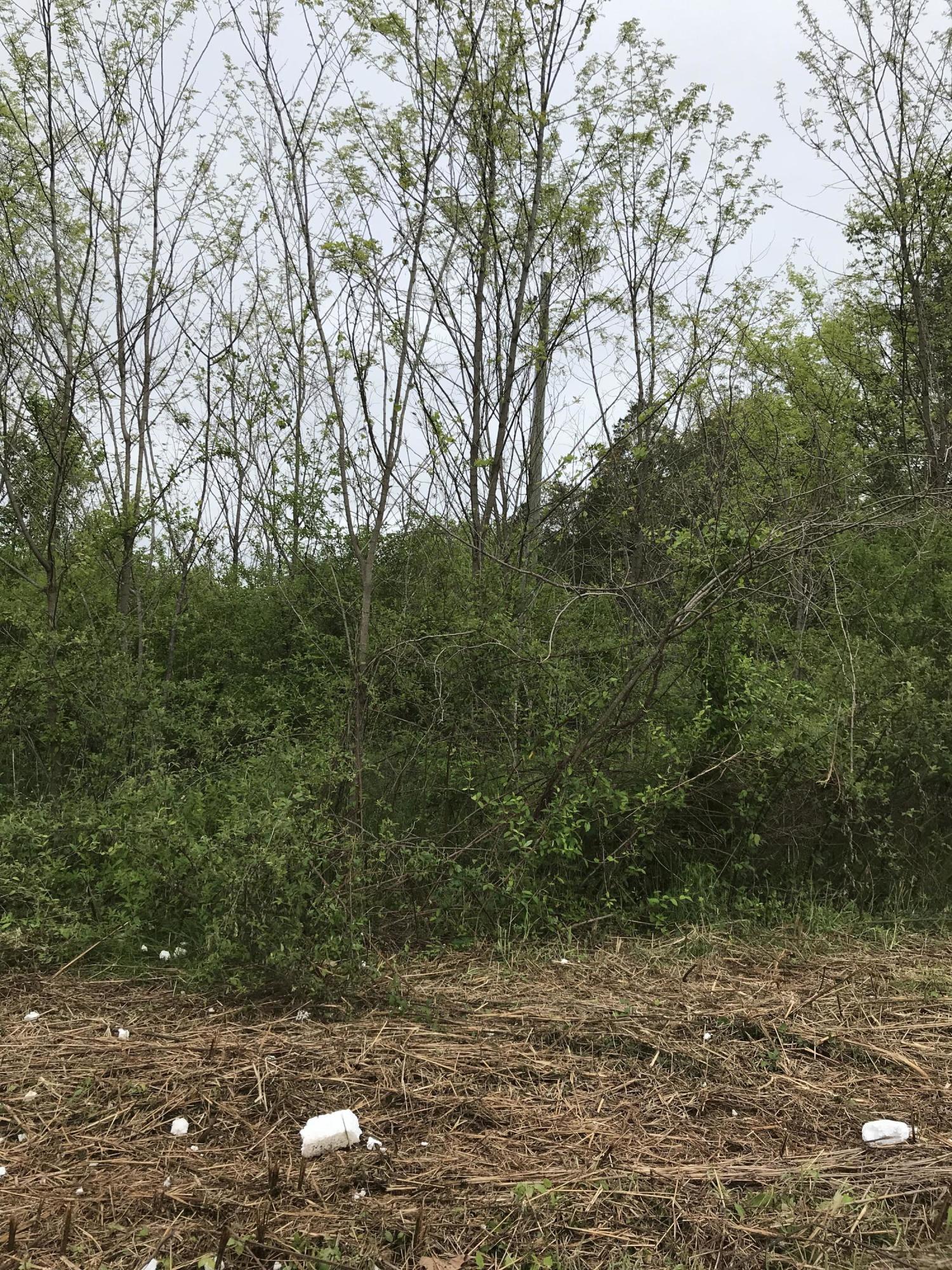 Dunsmore Lane Corryton, TN 37721 - Photo 2 of 4 IMG_2024