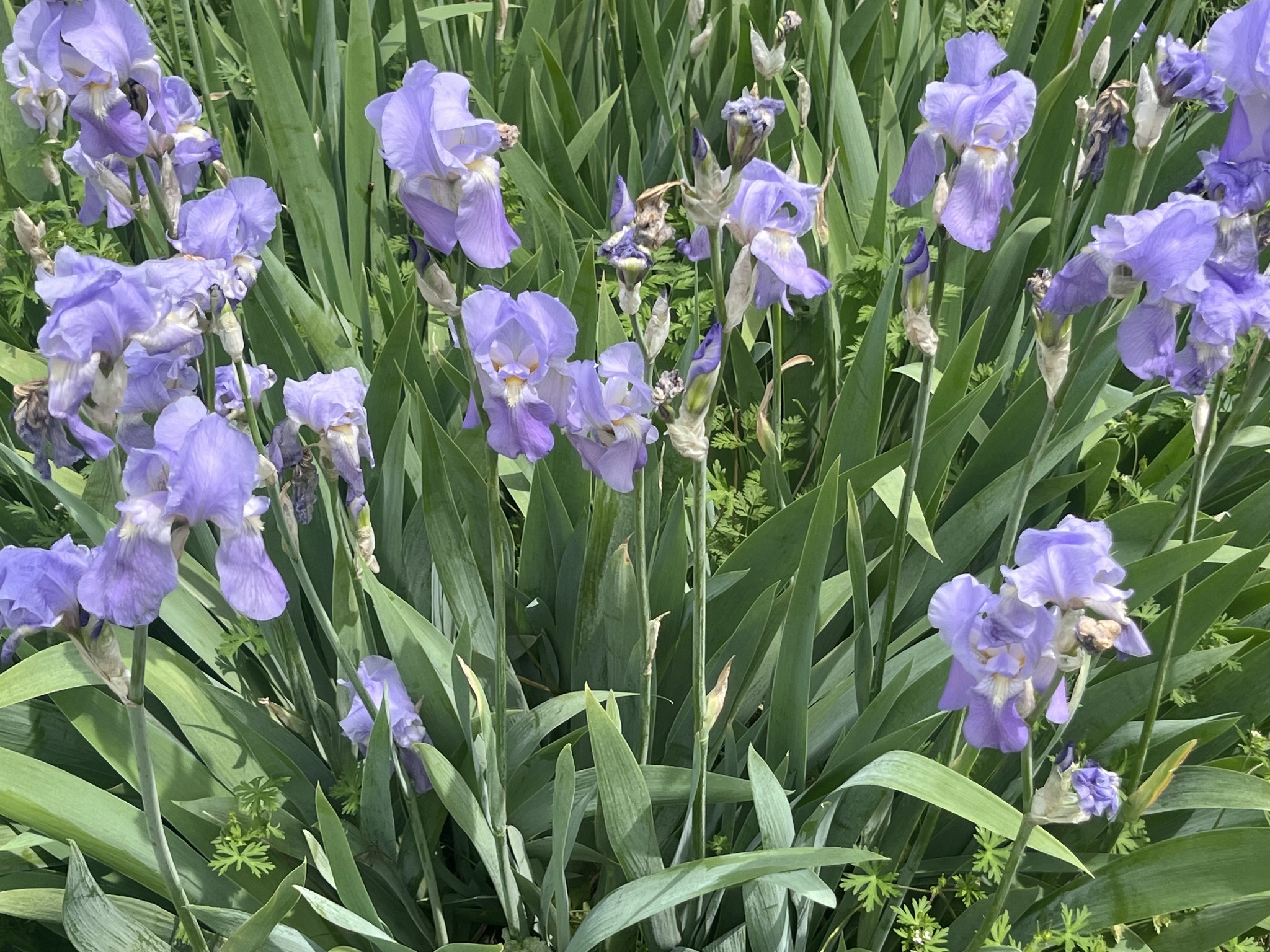 650 Vanderbilt Road Mount Juliet, TN 37122 - Photo 22 of 45 a view of a flower
