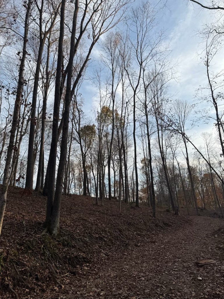 1548 Rabe Coats Road Westmoreland, TN 37186 - Photo 2 of 8 a view of outdoor space with lots of trees