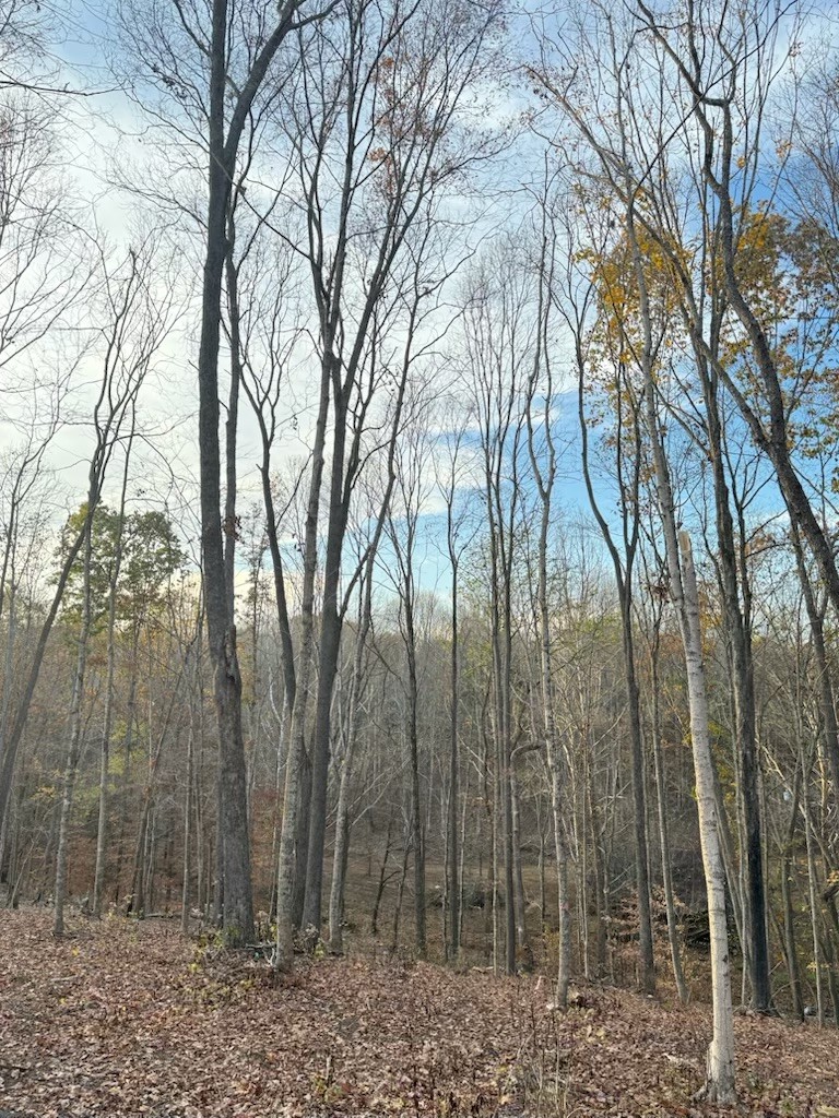 1548 Rabe Coats Road Westmoreland, TN 37186 - Photo 4 of 8 a view of a forest