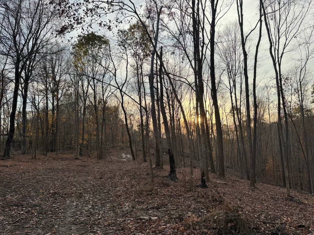 1548 Rabe Coats Road Westmoreland, TN 37186 - Photo 5 of 8 a view of backyard with trees