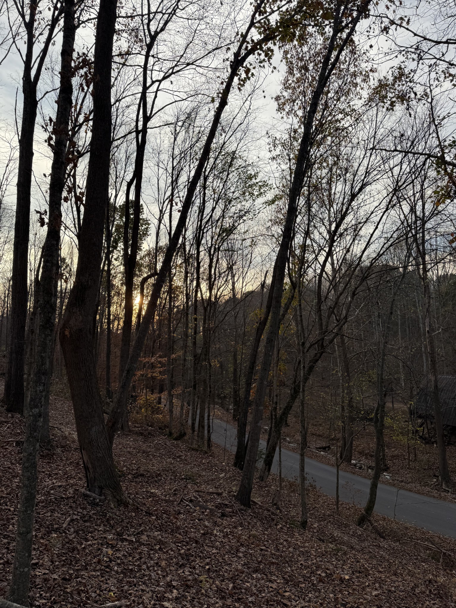 1548 Rabe Coats Road Westmoreland, TN 37186 - Photo 8 of 8 a view of a backyard with large trees