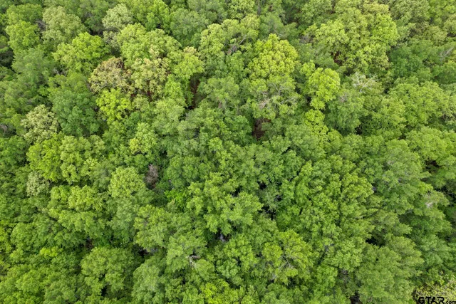 a view of a big yard with lots of green space