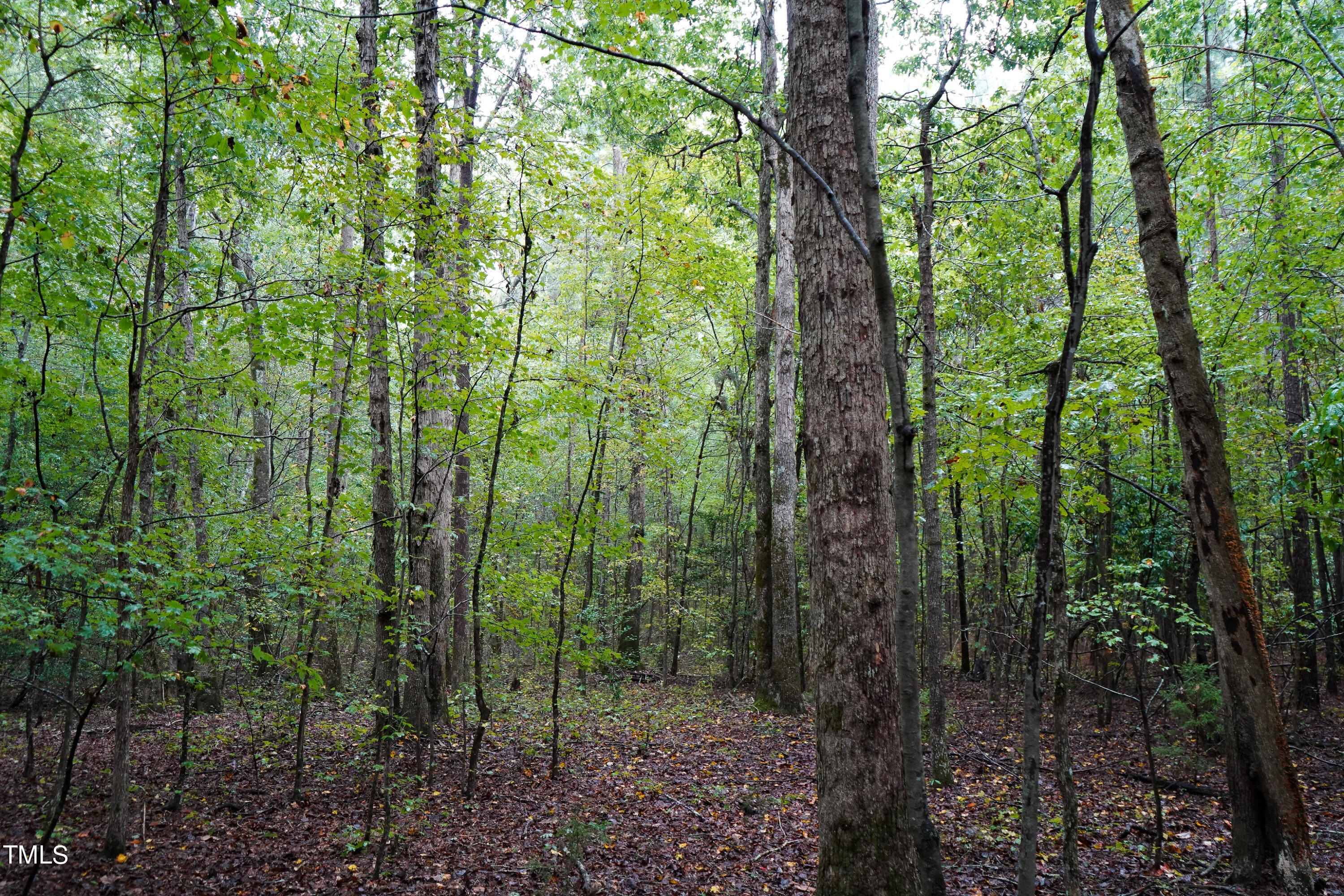 39.8-acres Rick Boone Road Castalia, NC 27816 - Photo 28 of 35 28