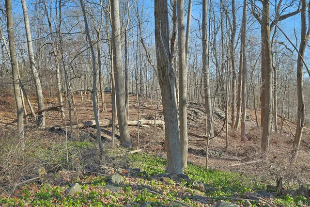 a view of a backyard with plants and large trees