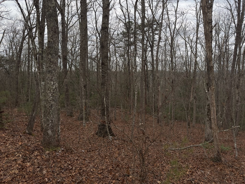 16 R Stockton Blfs Lane Jamestown, TN 38556 - Photo 3 of 5 a view of a forest with trees in the background