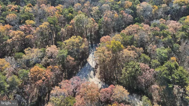 a view of a tree in a forest