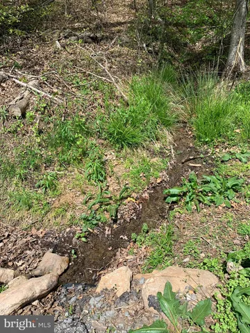 a view of a garden with a tree