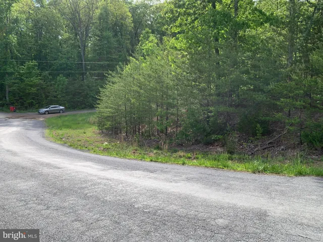 a view of a lush green forest