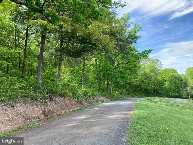 a view of a yard with plants and large trees