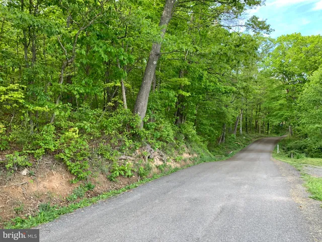 a view of a lush green forest