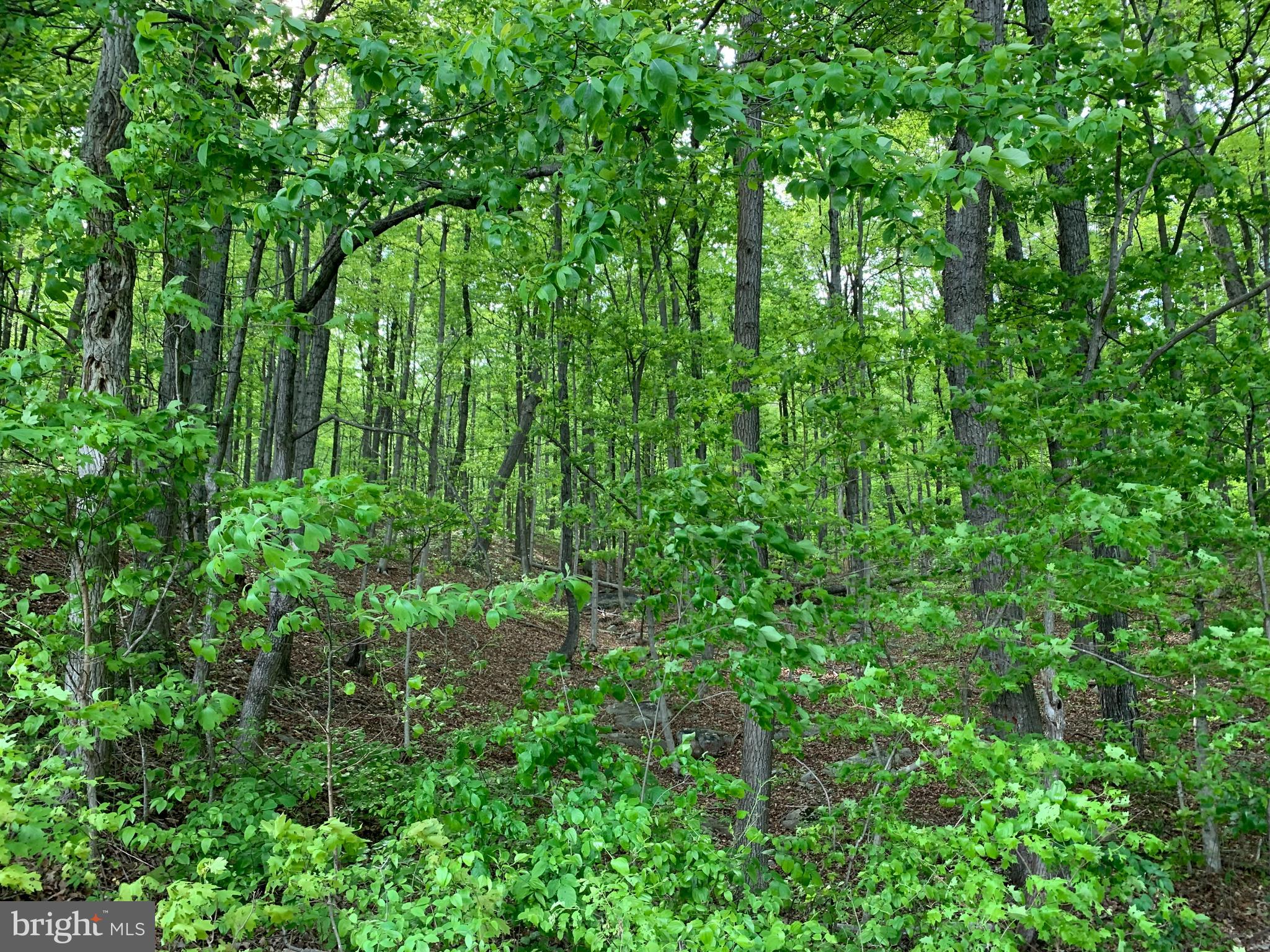 Woodmont Road Great Cacapon, WV 25422 - Photo 22 of 31