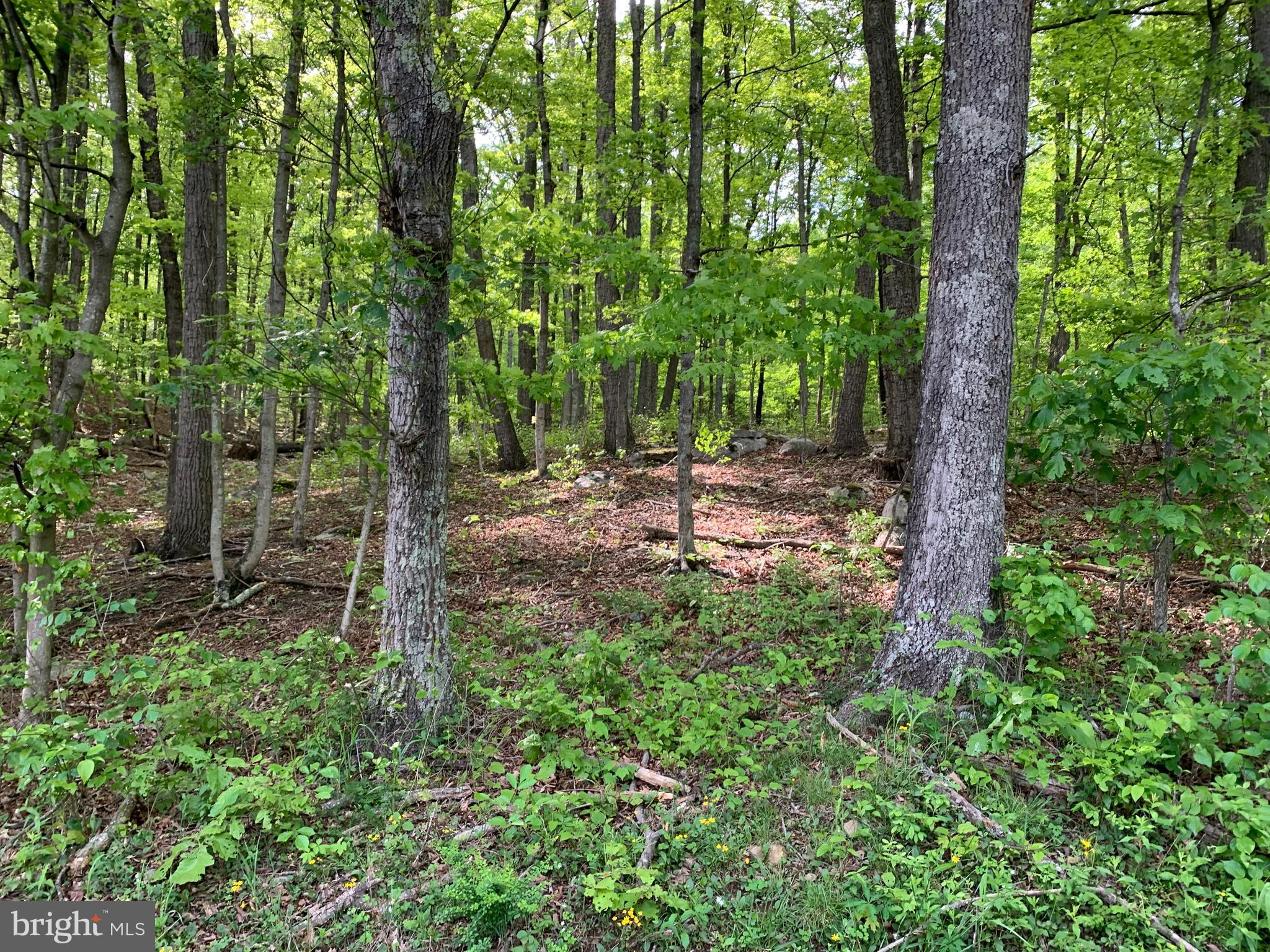 Woodmont Road Great Cacapon, WV 25422 - Photo 23 of 31