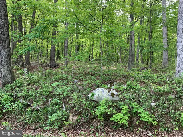 a view of a yard with lots of bushes