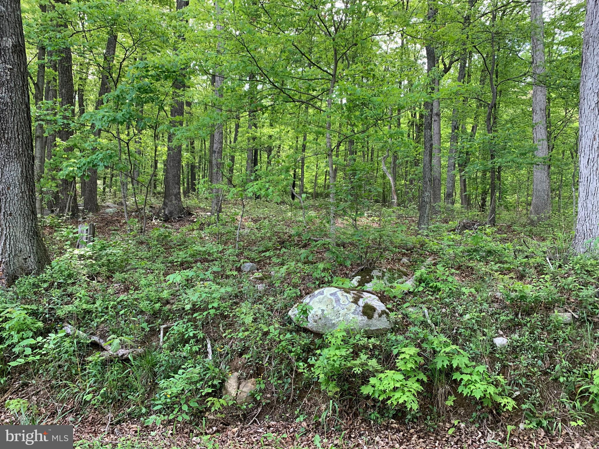 Woodmont Road Great Cacapon, WV 25422 - Photo 24 of 31 North end of property