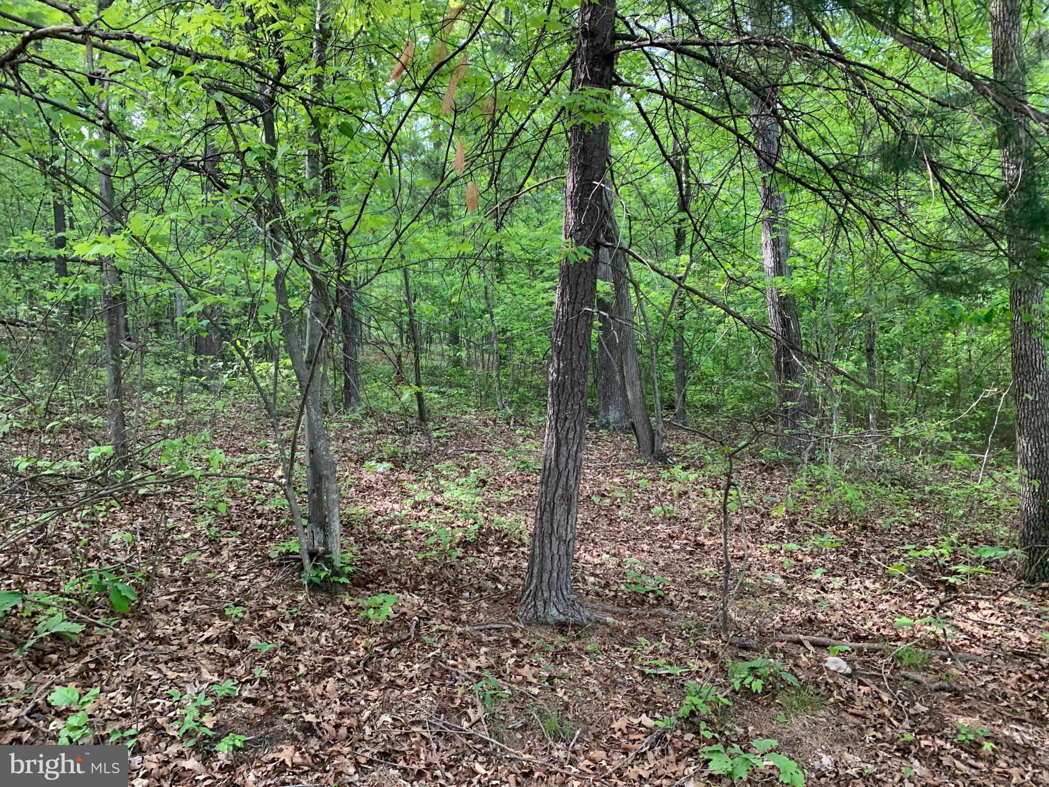 Woodmont Road Great Cacapon, WV 25422 - Photo 26 of 31