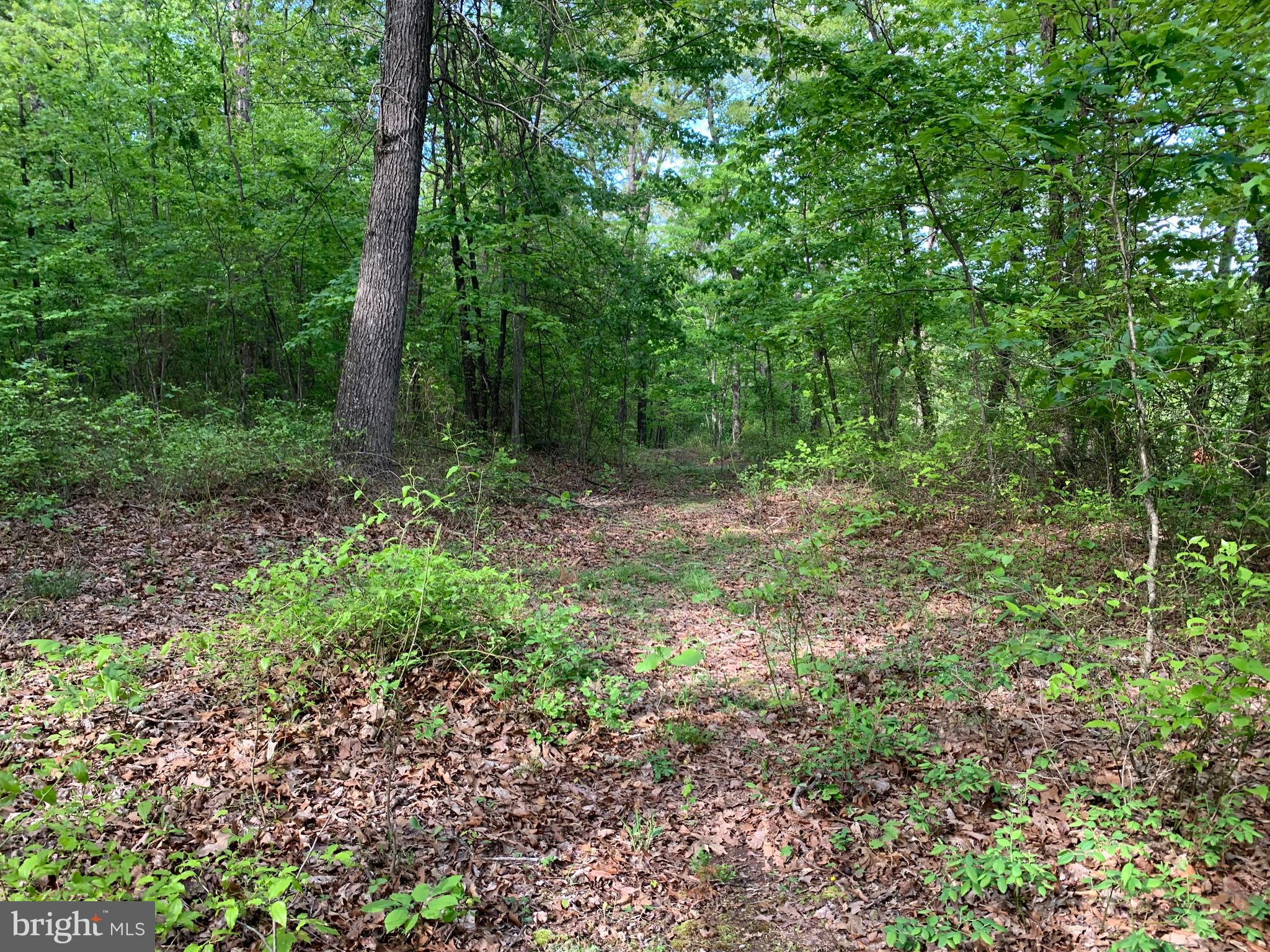 Woodmont Road Great Cacapon, WV 25422 - Photo 28 of 31 Paths on the property