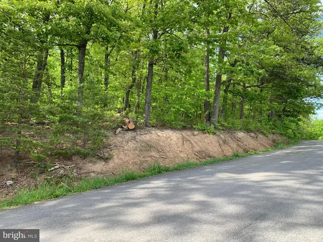 a view of a yard with plants and large trees