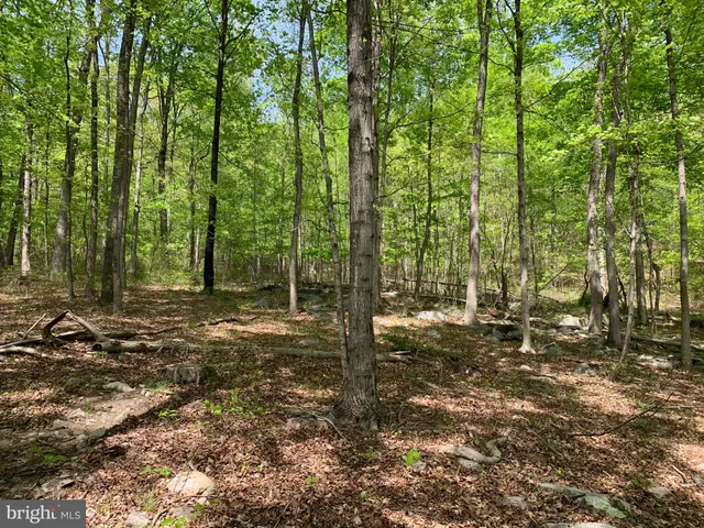 a view of a forest with trees