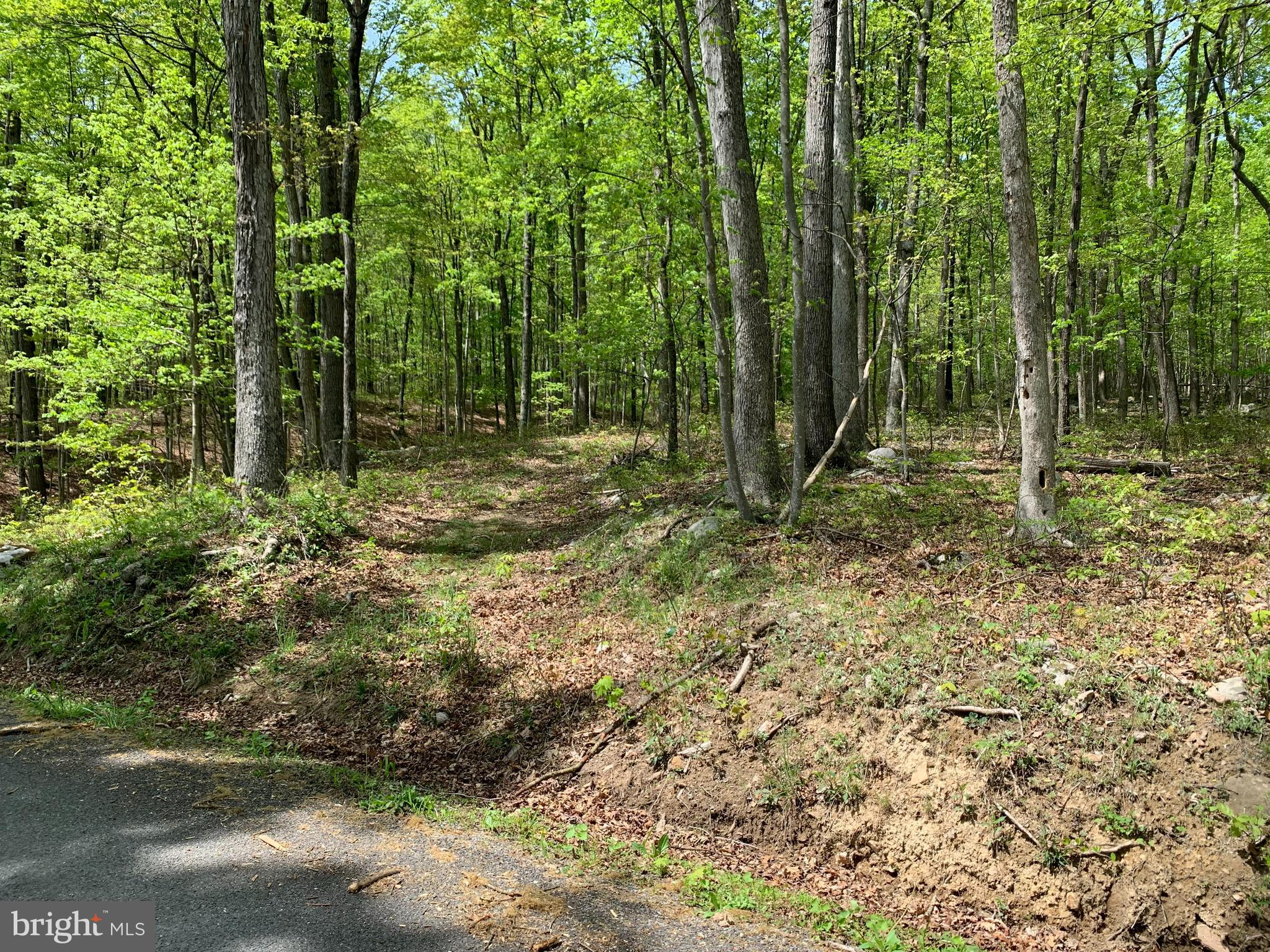 Woodmont Road Great Cacapon, WV 25422 - Photo 7 of 31 North end driveway