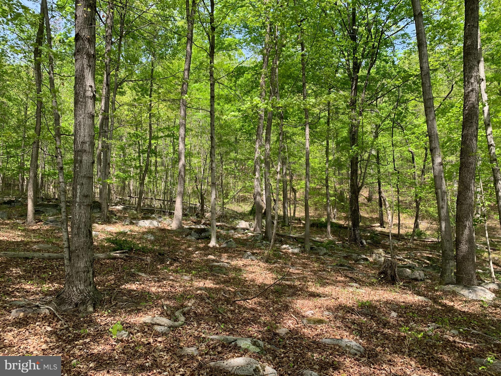 Woodmont Road Great Cacapon, WV 25422 - Photo 8 of 31 North end Property