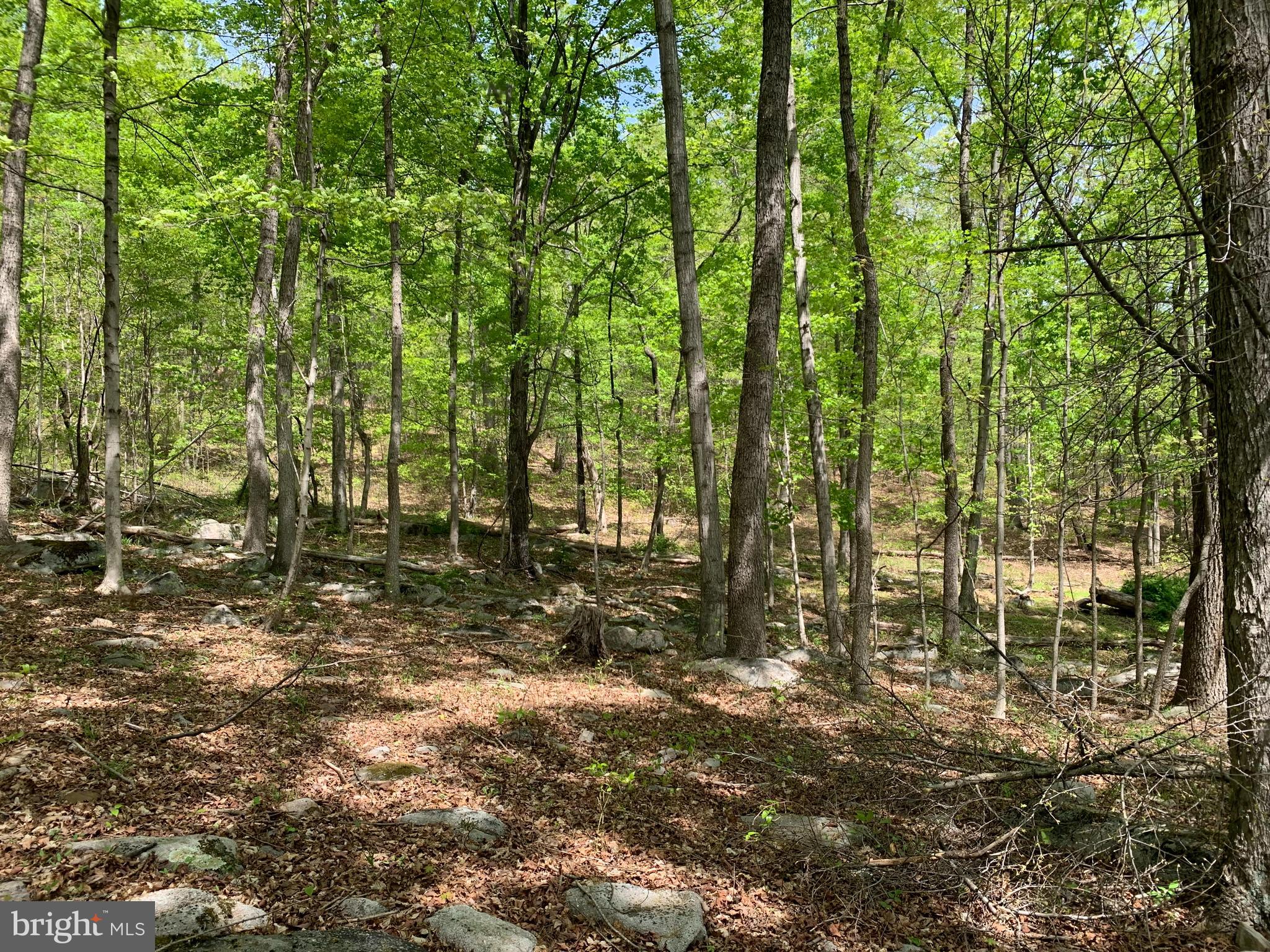 Woodmont Road Great Cacapon, WV 25422 - Photo 9 of 31 North end Property