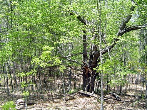 15-acres Hill Country Road Dunmore, WV 24934 - Photo 3 of 18 Gallery Image 3