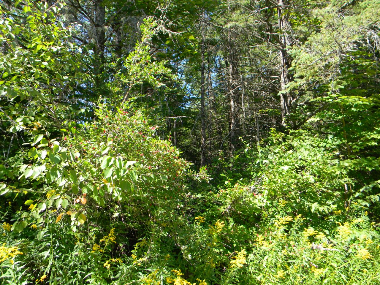 22 A Red Fox Road Presque Isle, WI 54557 - Photo 1 of 14 Gallery Image 1