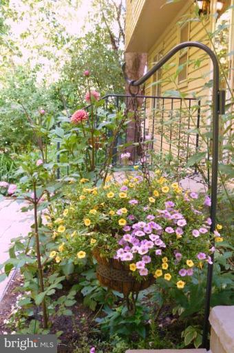 7644 Chancellor Way Springfield, VA 22153 - Photo 26 of 29 a picture of flowers