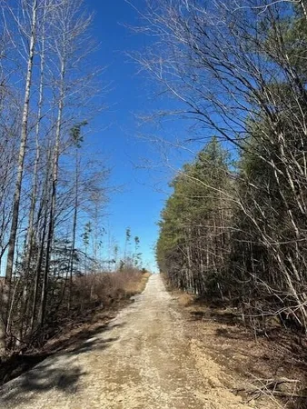 a view of a pathway of a yard