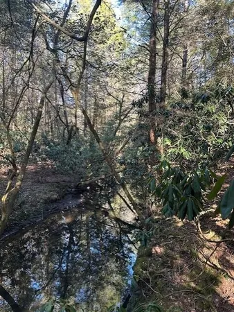 a picture of trees