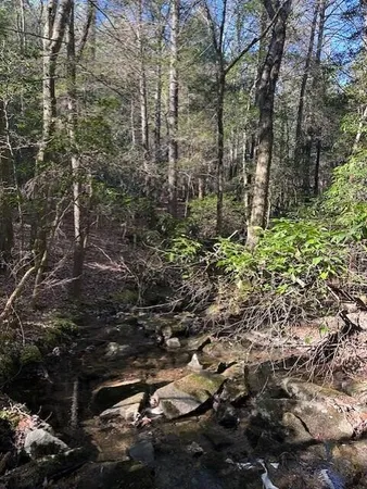 a backyard of a house with lots of trees
