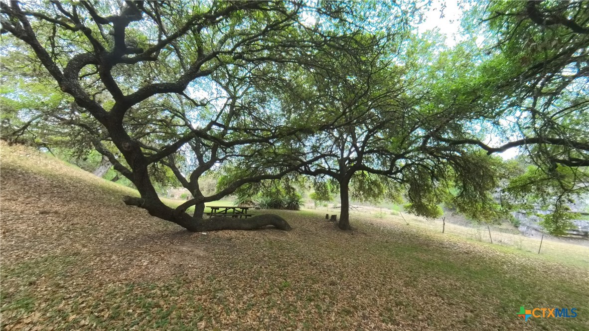 929 Red Bluff Ranch Road Pipe Creek, TX 78063 - Photo 29 of 37 massive oak trees