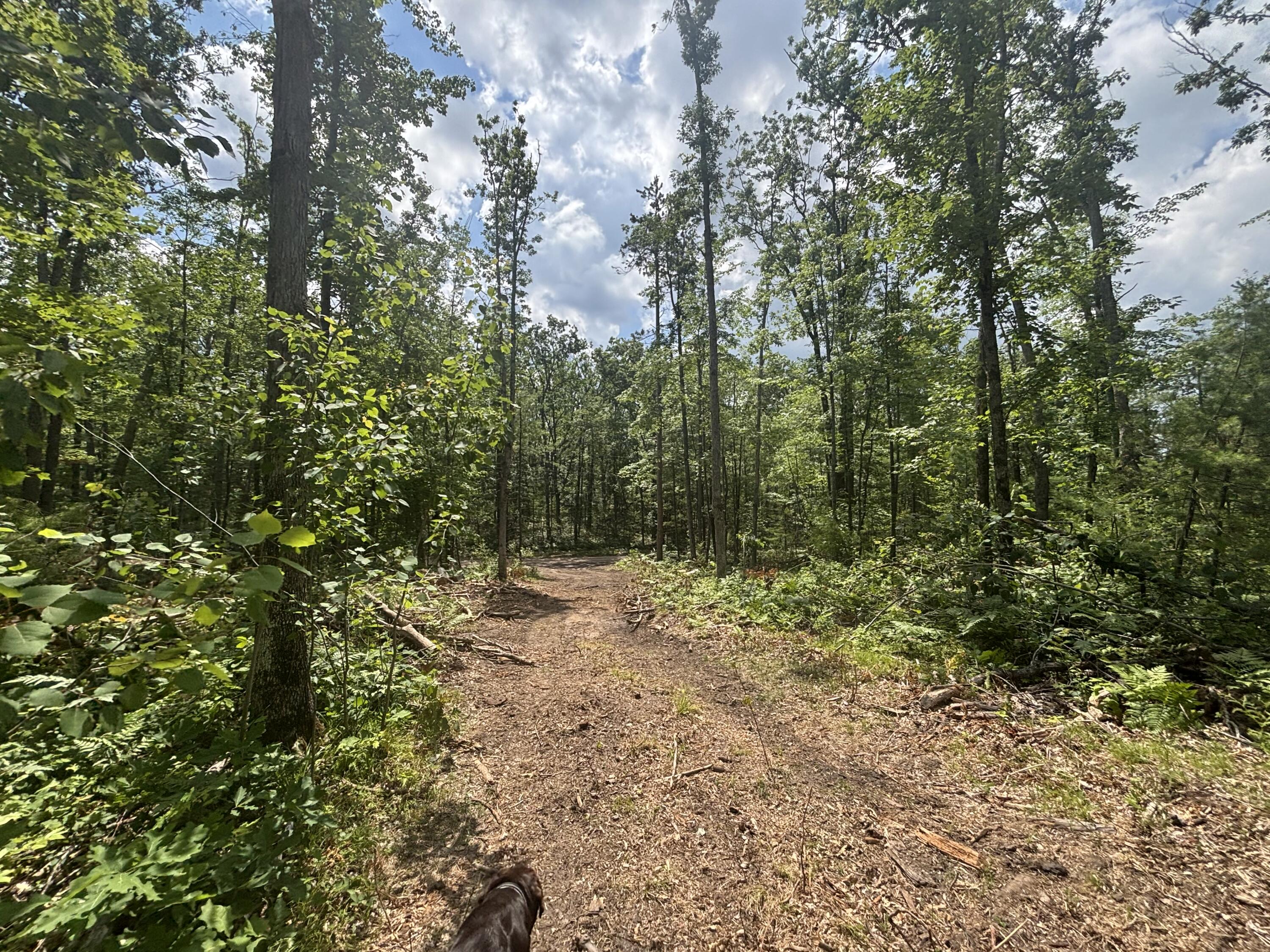 10.83 A Meridian Line Road Johannesburg, MI 49751 - Photo 13 of 21 IMG_8271_2