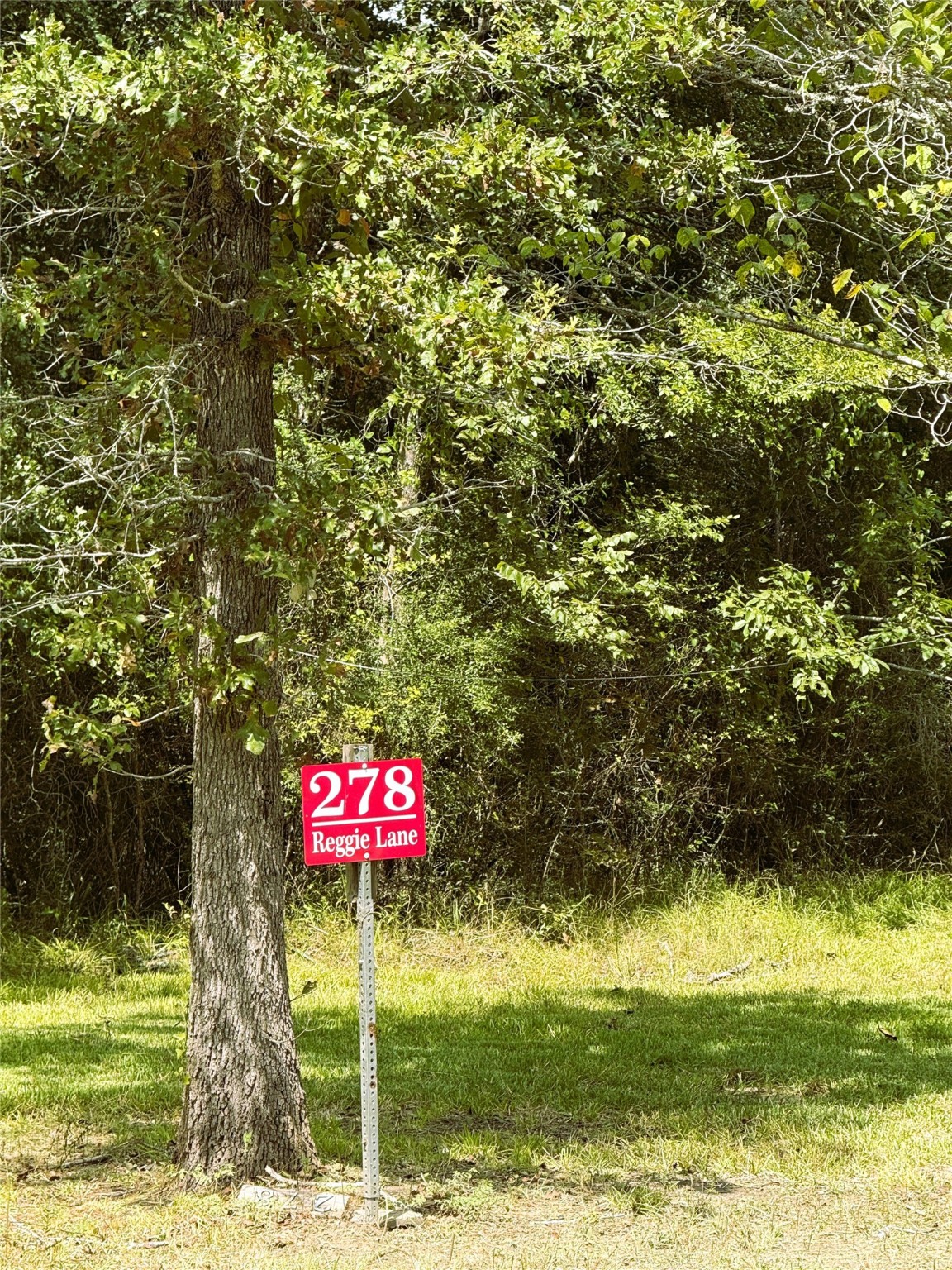278 Reggie Lane Trinity, TX 75862 - Photo 3 of 14 a view of a trees with a yard
