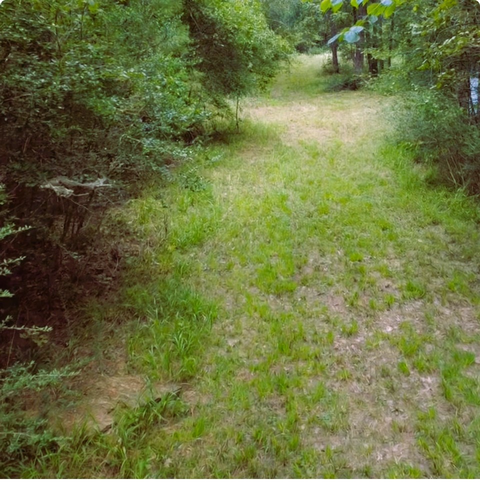 278 Reggie Lane Trinity, TX 75862 - Photo 8 of 14 a view of a big yard with plants and large trees