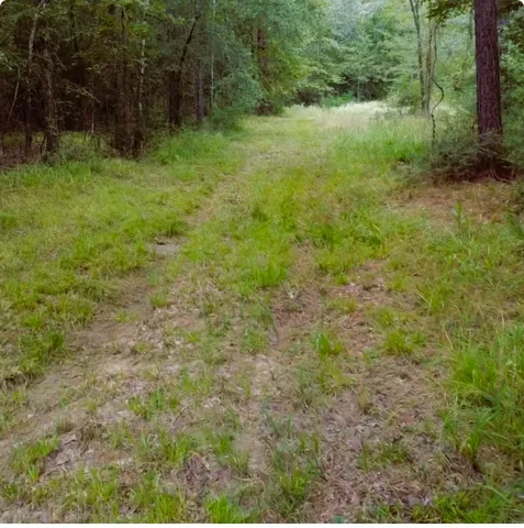 a view of a lush green space