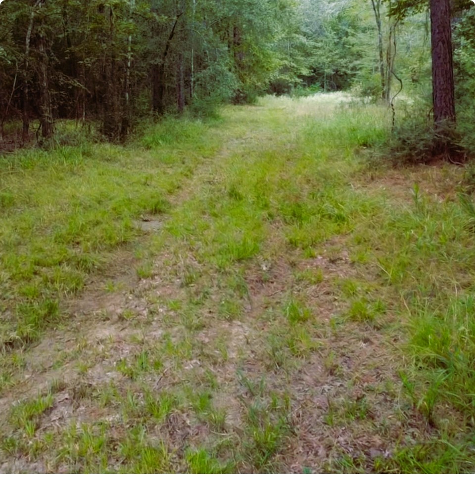 278 Reggie Lane Trinity, TX 75862 - Photo 10 of 14 a view of a lush green space