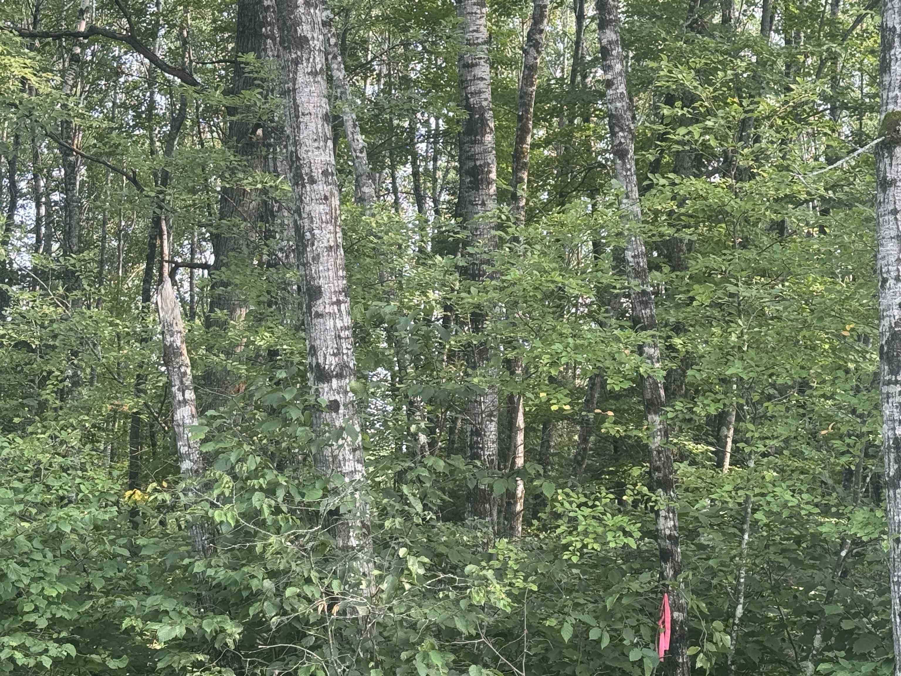 On Schallock Road Crandon, WI 54520 - Photo 3 of 4
