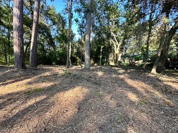 a view of a tree with a trees