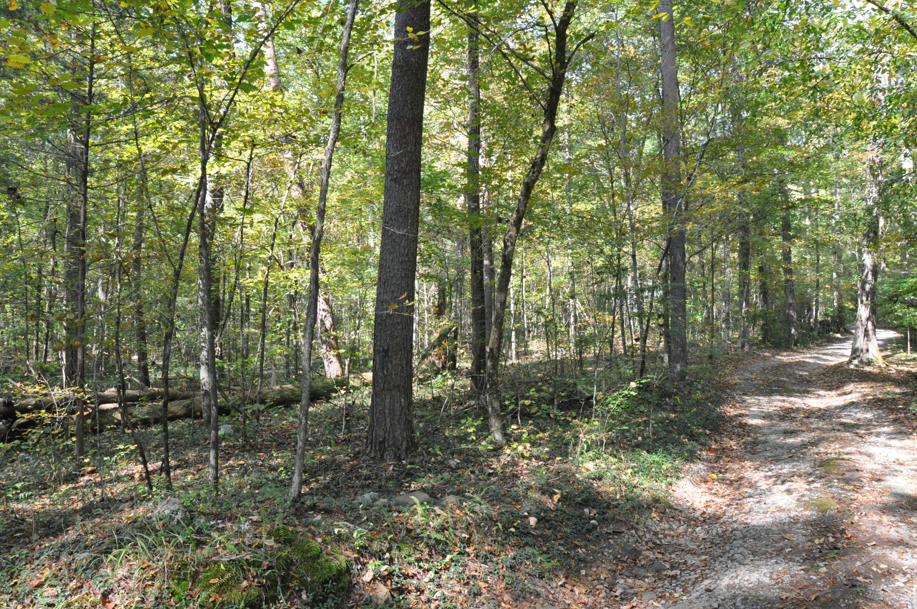 825 Roberts Mill Road Hixson, TN 37343 - Photo 25 of 25 DSC_0161