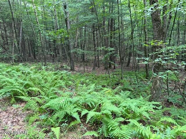 Iron Gate Road Beech Creek, PA 16822 - Photo 4 of 20 Gallery Image 4