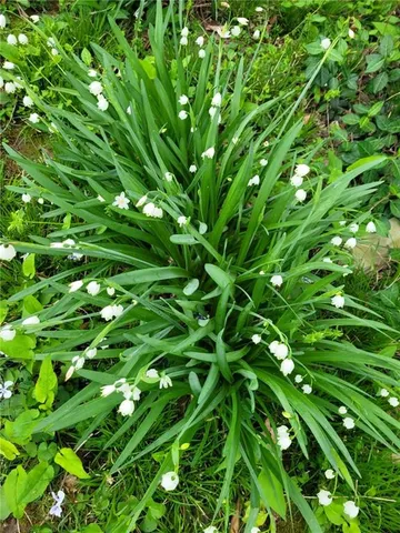 $195,000 | 14815 East Mayes Road, Independence, MO 64050