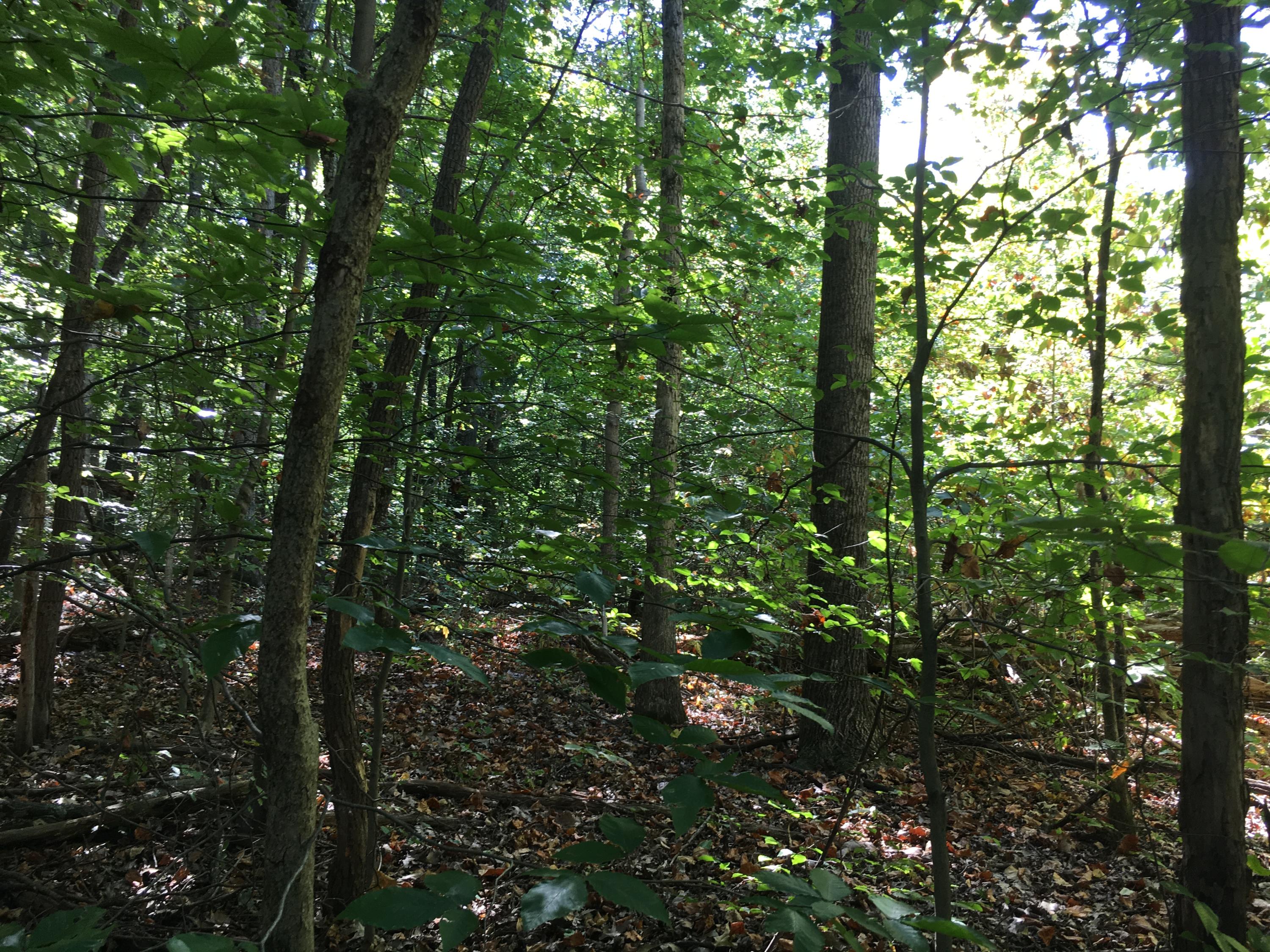 0 Shields Ferry Road Morristown, TN 37813 - Photo 22 of 27 11