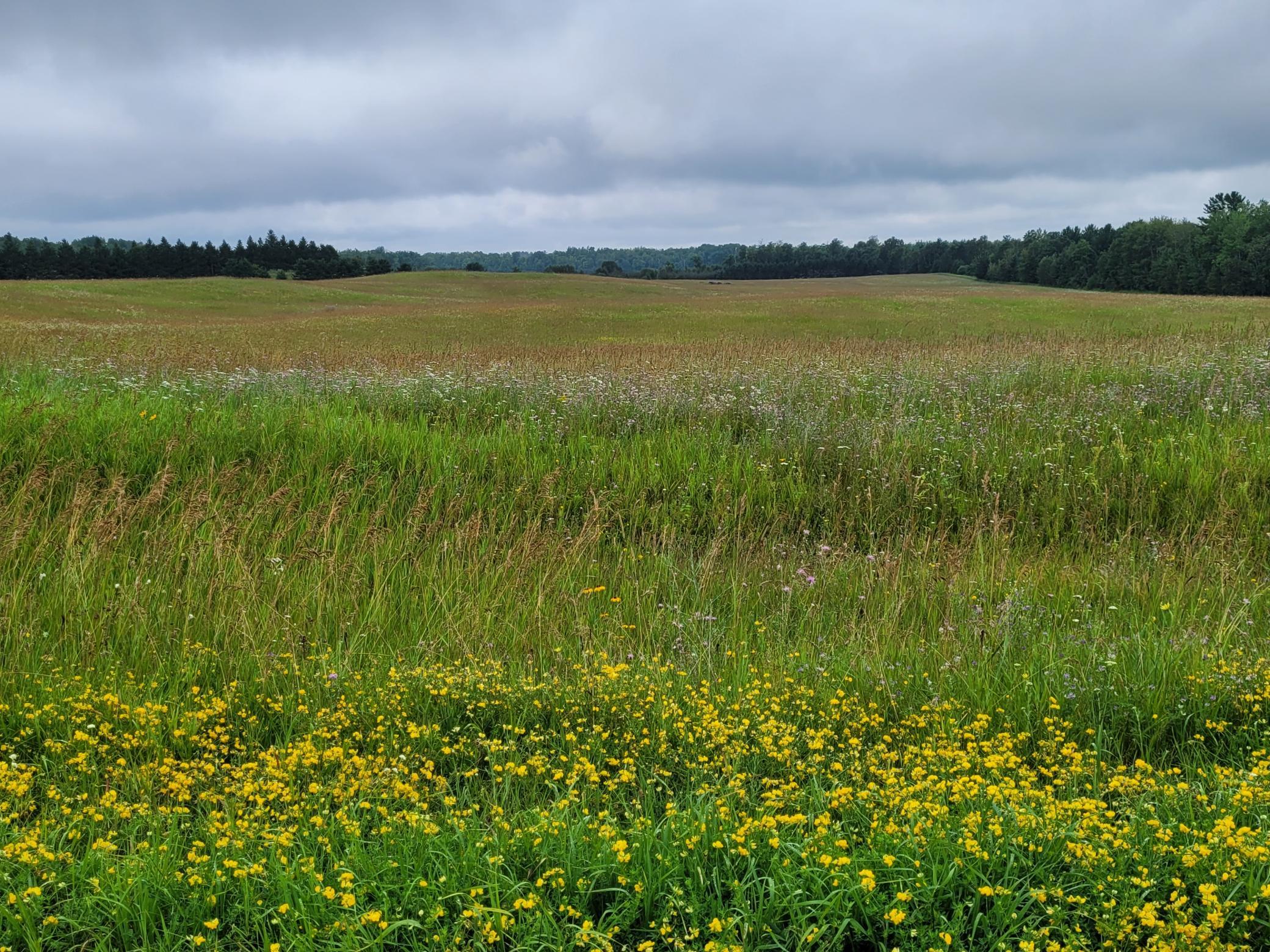 Tbd Bakkum Road Northeast Bemidji, MN 56601 - Photo 8 of 9