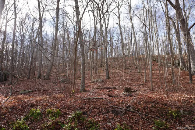a view of a yard with lots of trees