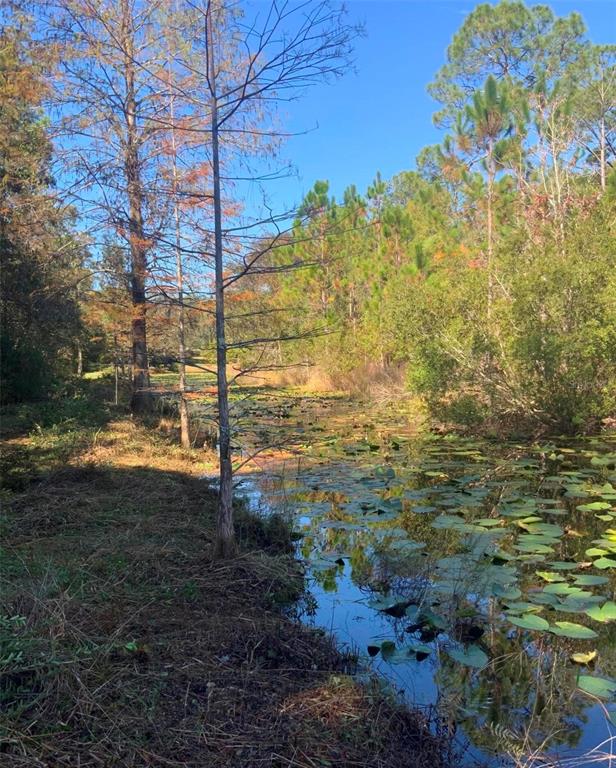21426 Northeast 51st Avenue Earleton, FL 32631 - Photo 4 of 24 a view of a yard with an trees