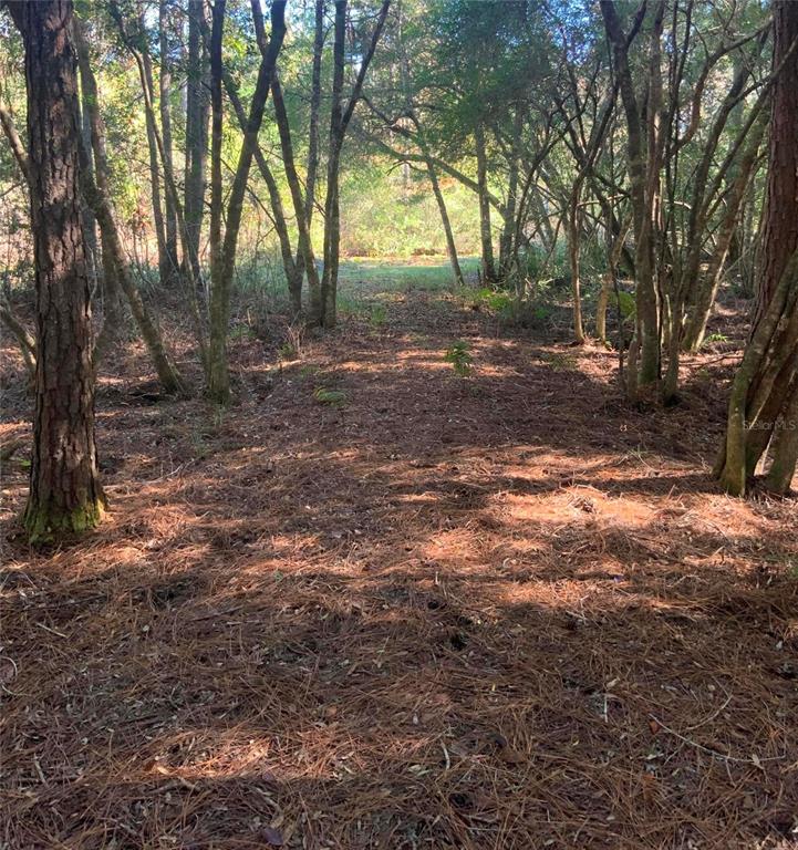 21426 Northeast 51st Avenue Earleton, FL 32631 - Photo 9 of 24 a view of outdoor space with trees