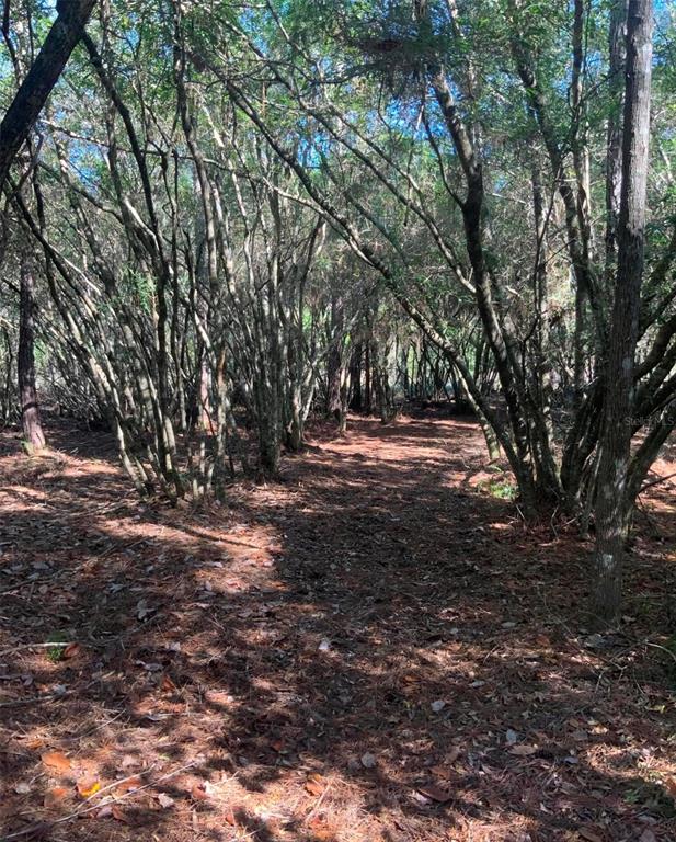 21426 Northeast 51st Avenue Earleton, FL 32631 - Photo 10 of 24 a view of dirt yard with green space